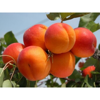 Marhuľa ´Bergeron´ – Najobľúbenejšia neskorá samoopelivá marhuľa