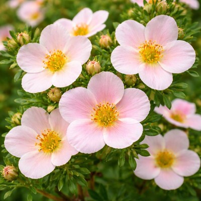 Nátržník krovitý ´New Dawn´ – Jemne ružový nízky okrasný ker