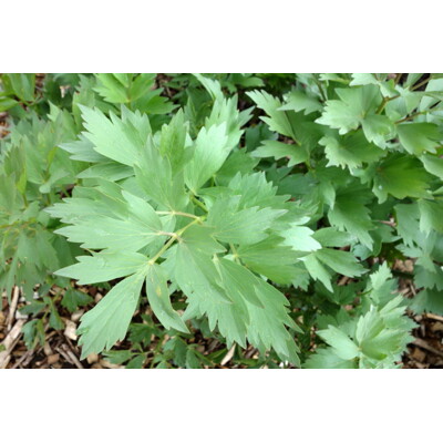 Ligúrček lekársky (Levistichum officinale) – Predaj