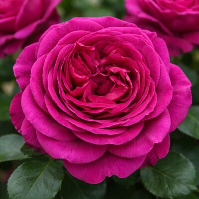 Ruža na kmienku ´Für Elise´® – Purpurovo fialová krása