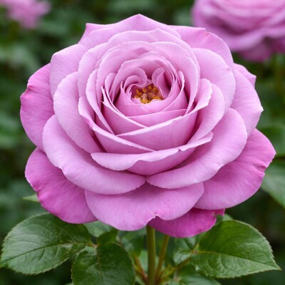 Ruža na kmienku ´Landora´ + ´Lidka´ – Žlto-červená kombinácia