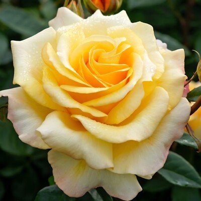 Ruža ´Sunny Sky´ Eleganza® – Odolná žltá ruža s ADR certifikátom