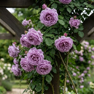 Popínavá ruža Indigoletta – Unikátna fialová krása a silná vôňa