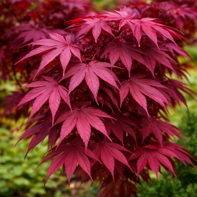 Javor dlaňolistý Red Wine – Exkluzívny farebný akcent do záhrady