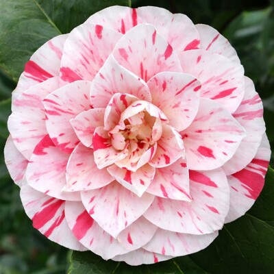 Kamélia japonská ´Bonomiana Nova´ – Žíhaný klenot zimnej záhrady