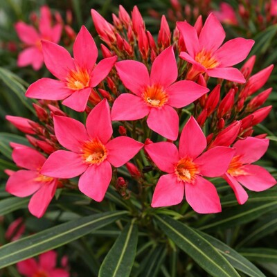 Oleander obyčajný ´Papa Gambetta´ – Červeno-oranžový kvitnúci skvost