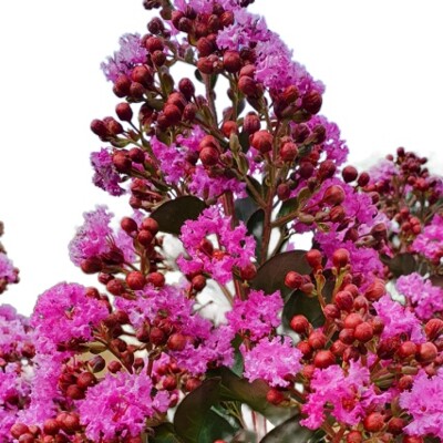 Lagerstroémia indická ´Maroon Star´ na kmeni – Žiarivý fialový skvost