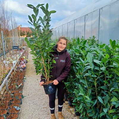 Vavrínovec lekársky ´Elly´ – Štíhly živý plot pre úzke záhrady