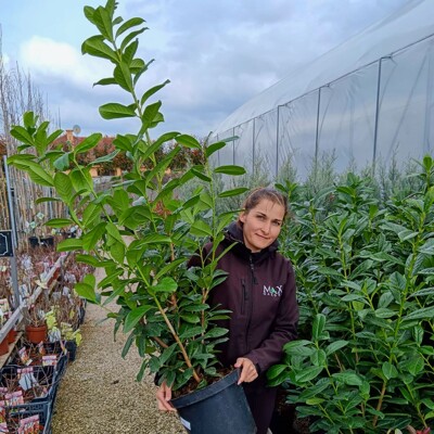 Vavrínovec lekársky ´Novita´ – Ideálny vždyzelený živý plot