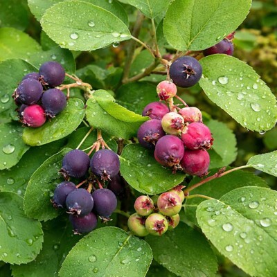 Muchovník jelšolistý ´Greatberry® Garden´ – Sladké a veľké plody