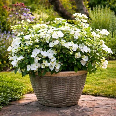 Hortenzia ´Runaway Bride´ Snow White – Unikátna kaskádová kráska