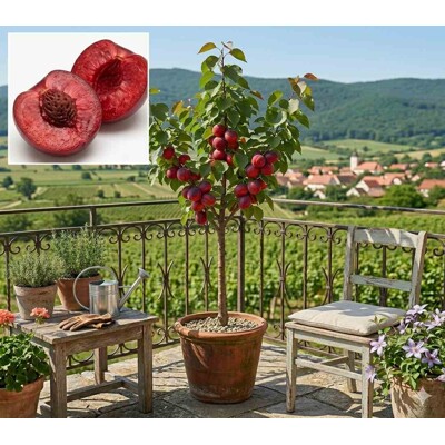 Nektarínka ´Vampira® Admonet´ (40 cm kmienok) – Červená dužina