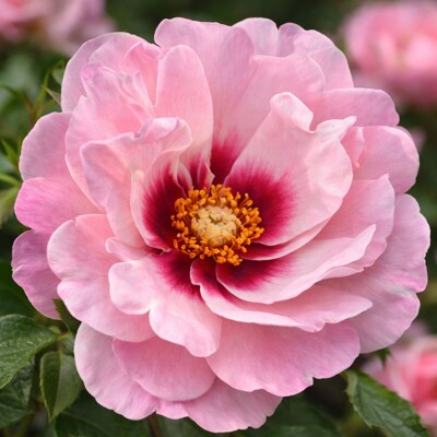 Perzská ruža ´Bright Eyes®´ – Exotické oči v ružovom