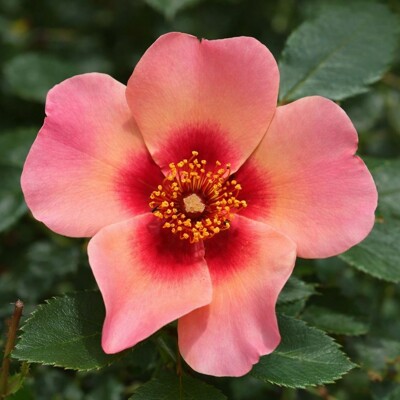 Perzská ruža ´For Your Eyes Only®´ – Ruža roka s vínovým očkom