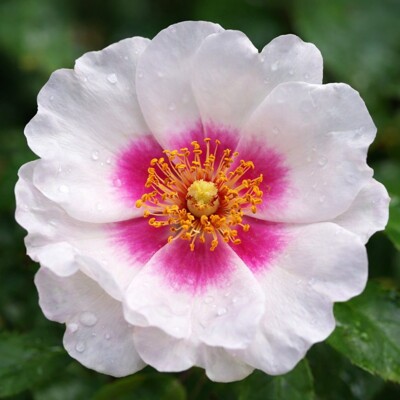 Perzská ruža ´Open Your Eyes®´ – Biele kvety s vínovým očkom