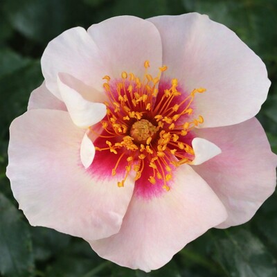 Perzská ruža ´See You® in Red´ – Biely kvet s červeným očkom