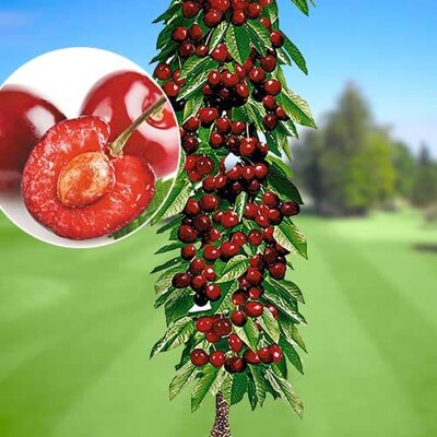 Čerešňa ´Queen Mary´ - stĺpovitá Co3L