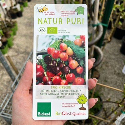 Čerešňa TRIO (150-180 cm) – Büttnerova, Čierna chrupka a Kordia