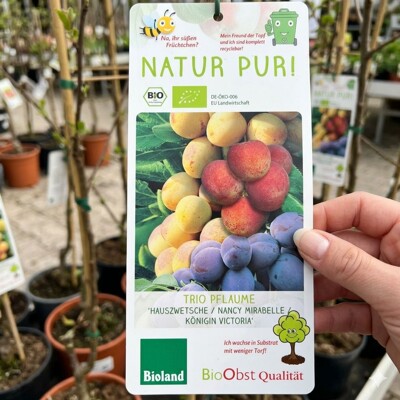 Slivka BIO TRIO na 40cm kmeni – Domáca, Mirabelka a Viktória