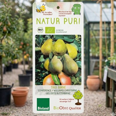 Hruška BIO TRIO na 40cm kmeni – Konferencia, Williamsova a Gellertova