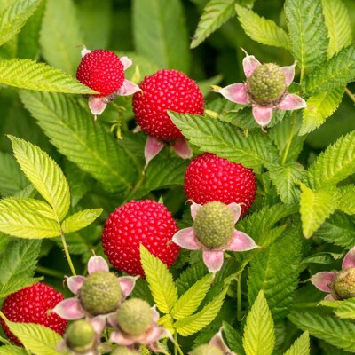 Malinojahoda BIO – Exotické plody priamo z vašej záhrady