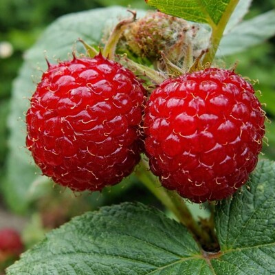 BIO malina 'Raspberry Tower' – Stĺpovitá odroda pre balkóny a záhrady