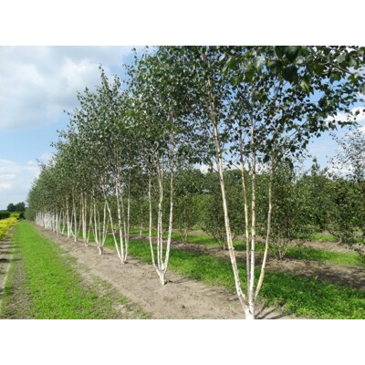 Breza úžitočná 'Doorenbos' viackmeň – Snehobiela dominanta