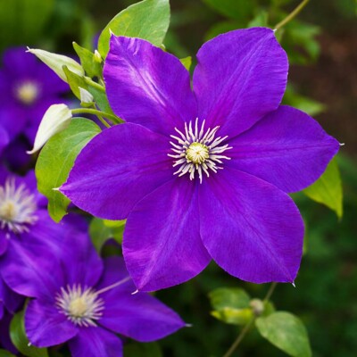 Plamienok 'Jackmanii' – Tradičná fialová popínavá dominanta