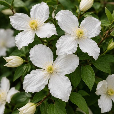 Plamienok horský 'Grandiflora' – Voňavý snehobiely závoj