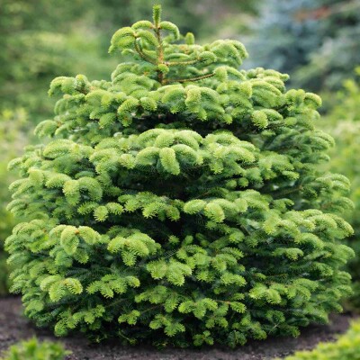 Jedľa grécka 'Meyer's Dwarf' – Zakrpatený ihličnan do skalky