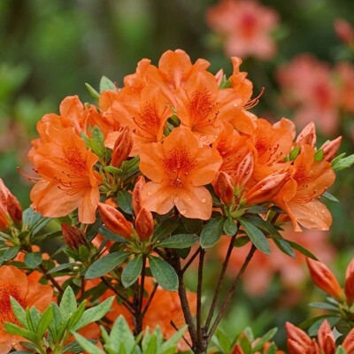 Azalka japonská 'Orange' – Žiarivo oranžový kvetinový vankúš