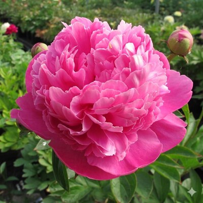 Pivonka čínska 'Bouquet Perfect' – Ružový skvost do každej vázy