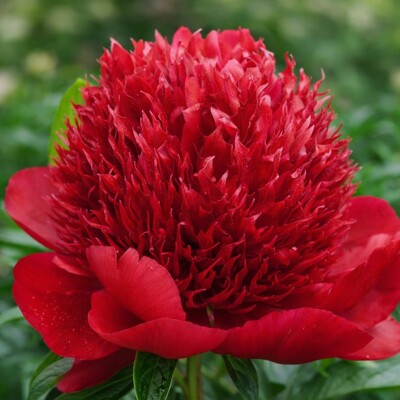 Pivonka čínska 'Red Charm' – Najkrajšia sýtočervená trvalka