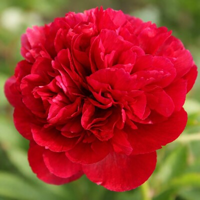 Pivonka čínska 'Red Sarah Bernhardt' – Sýtočervená majestátna krása