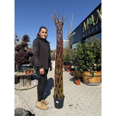 Salix americana - Americká pletená vŕba