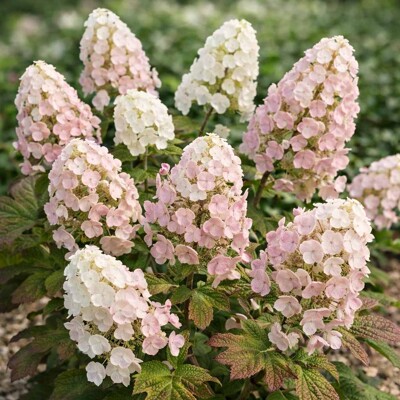 Hortenzia dubolistá ´Applause´ – biely kvet a jesenná červeň