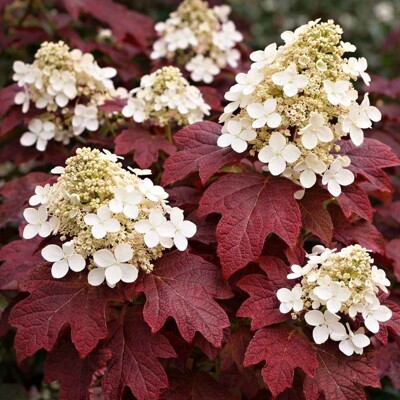 Hortenzia dubolistá ´Burgundy´ – Najkrajšie jesenné sfarbenie