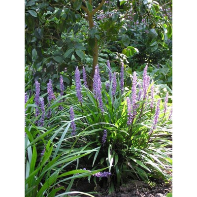 Liriope modrastá ´Ingwersen´ – Hustý zelený koberec do tieňa