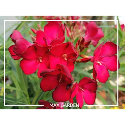 Oleander obyčajný (Nerium oleander) – kvitnúci klenot terasy