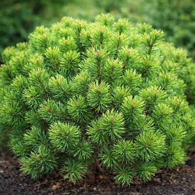 Borovica horská ´Mops´ (Pinus mugo) – zakrpatená guľovitá borovica