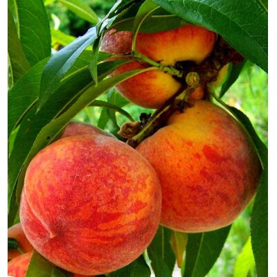 Broskyňa ´Harnaś´ – mrazuvzdorná odroda so šťavnatými plodmi