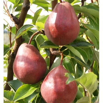 Hruška ´Clappova červená´ – maslovitá letná hruška s tmavočervenou šupkou