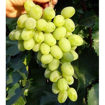 Vinič hroznorodý ´Jarka´ – obľúbená slovenská stolová odroda