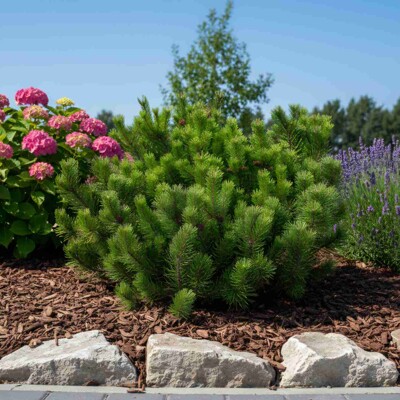 Borovica horská ´Pumilio´ (Pinus mugo) – rozložitý zakrpatený ker