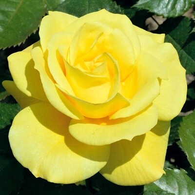 Ruža na kmienku ´FRIESIA´ – najobľúbenejšia zlatožltá stromčeková ruža