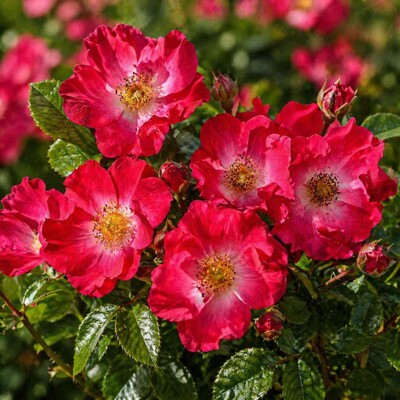 Ruža na kmienku ´Marathon´ - Bohato kvitnúca ružová dominanta