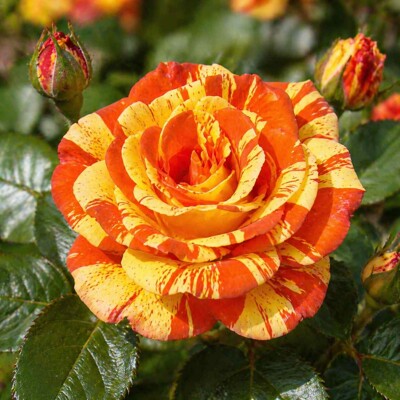 Ruža na kmienku ´Orange Lemon´ - Exotická pásikavá rarita