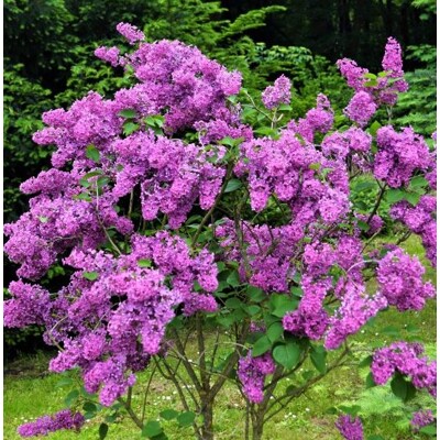 Orgován obyčajný ´KARDINAL´ - Intenzívna purpurová dominanta