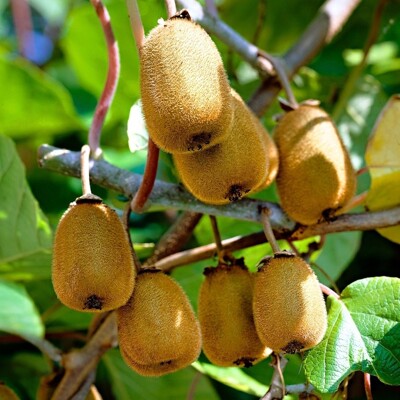 Kiwi 'Jenny': Jediná skutočne samosprašná odroda s veľkými plodmi!