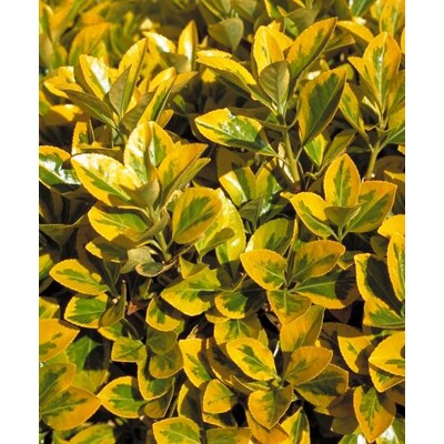 Bršleň - Euonymus japonicus ´Aureomarginatus´ - 20/30cm